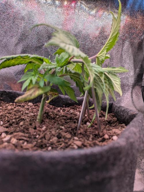 Gary Payton granel. Week 4