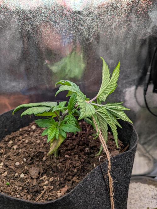 Gary Payton granel. Week 4