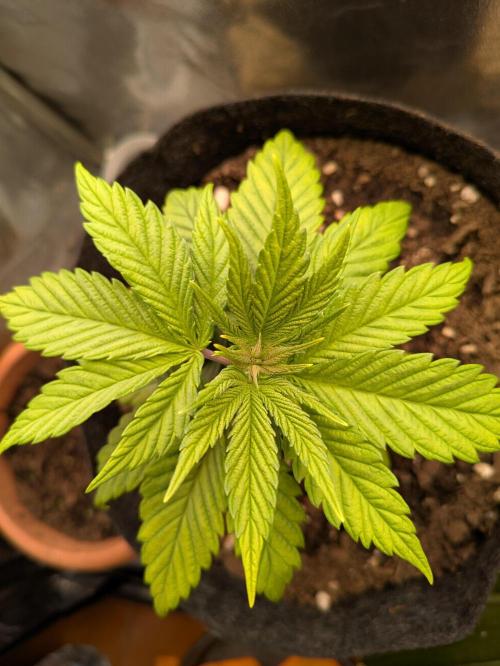 Gary Payton granel. Week 4