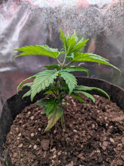 Gary Payton granel. Week 4