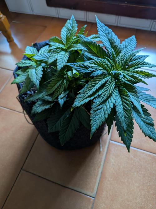 Gary Payton granel. Week 5