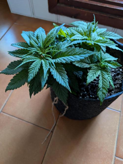 Gary Payton granel. Week 5