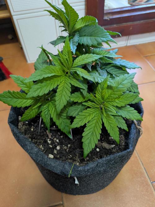 Gary Payton granel. Week 5