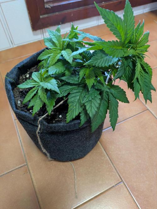 Gary Payton granel. Week 5