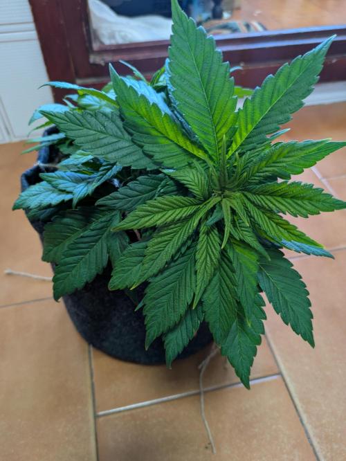 Gary Payton granel. Week 5