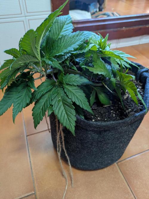 Gary Payton granel. Week 5