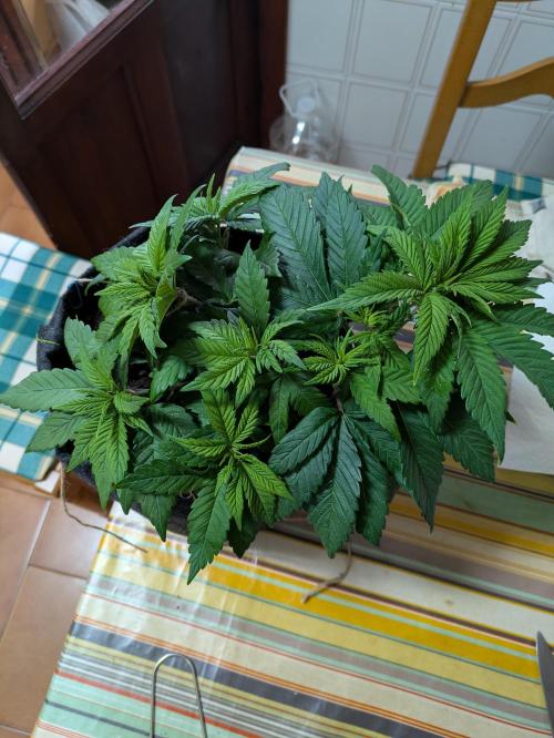 Gary Payton granel. Week 5 - 36 dias