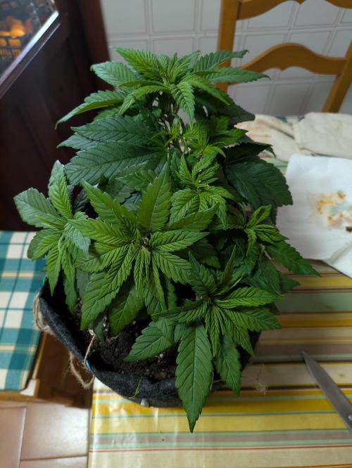 Gary Payton granel. Week 5 - 36 dias