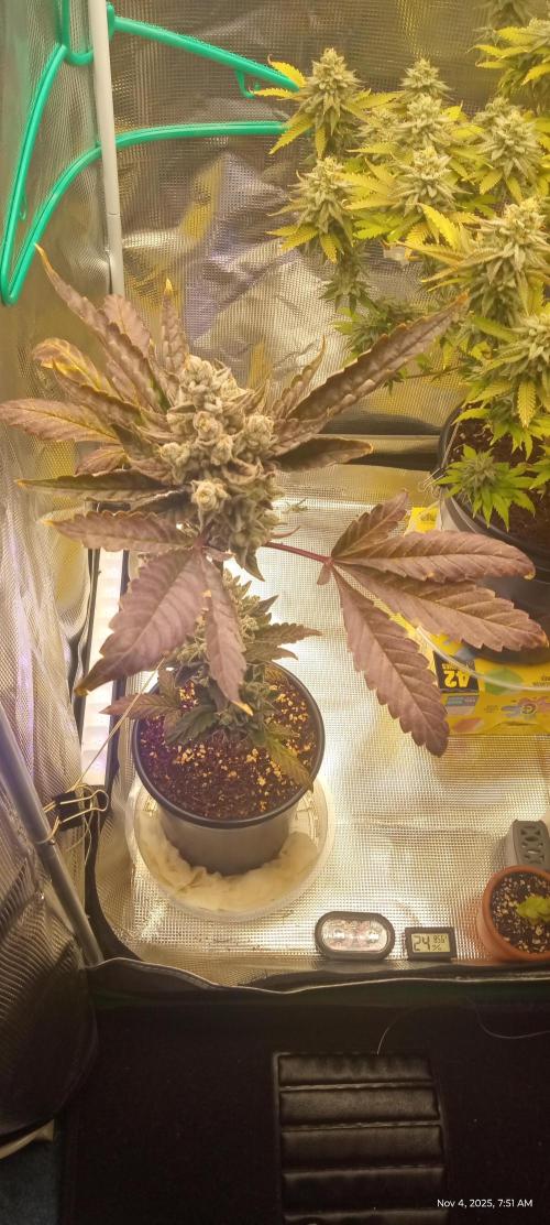 Chimera x ( Guava Dawg x Banana Sherbet). Week 9 - Clone turned really purple overnight hoping the mother does the same