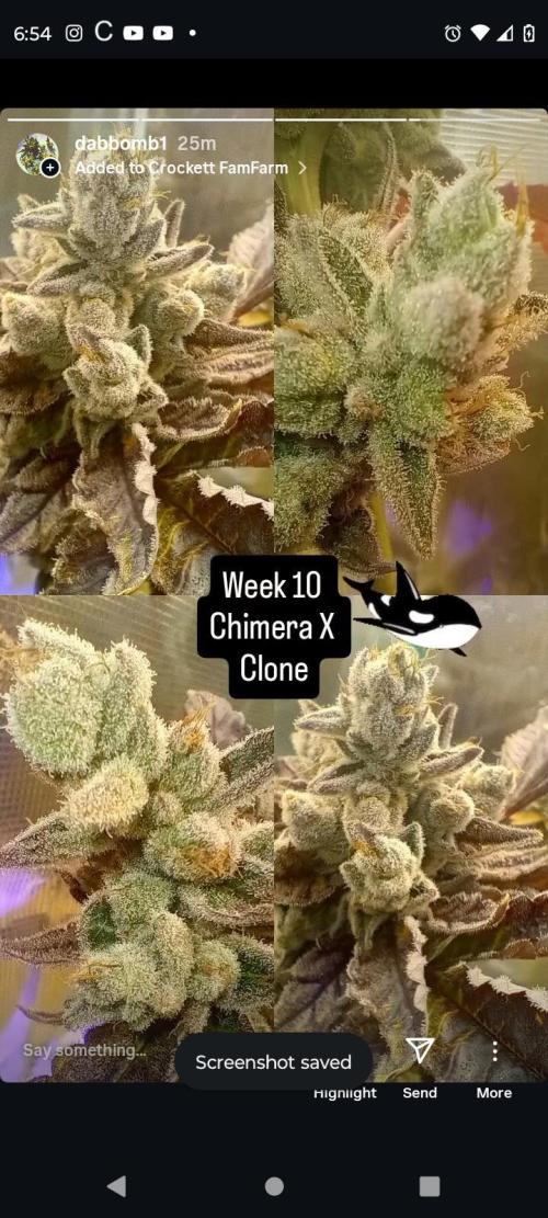 Chimera x ( Guava Dawg x Banana Sherbet). Week 10 - Clone: Week 10 of flower