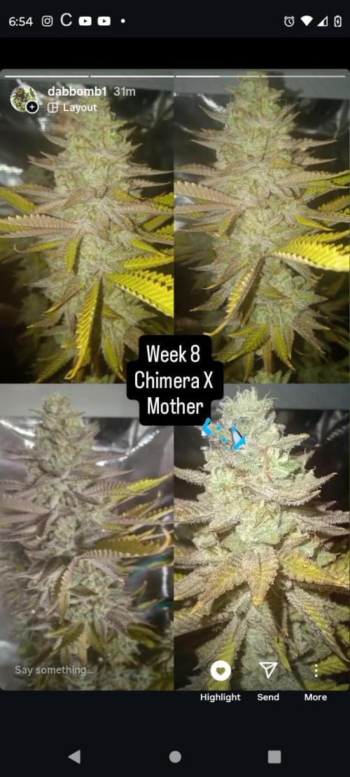 Chimera x ( Guava Dawg x Banana Sherbet). Week 10 - Mother: Week 8 of flower 