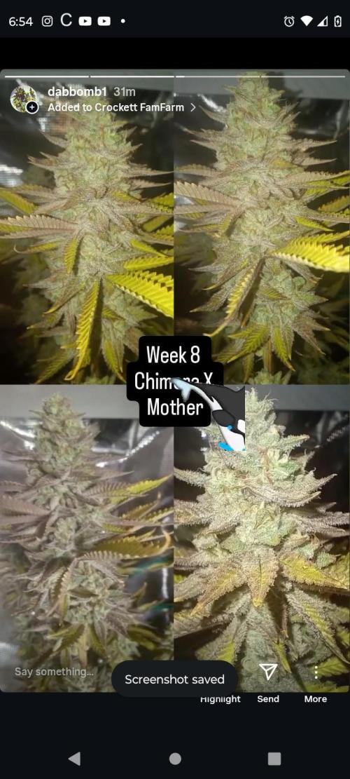 Chimera x ( Guava Dawg x Banana Sherbet). Week 10 - Mother: Week 8 of flower 
