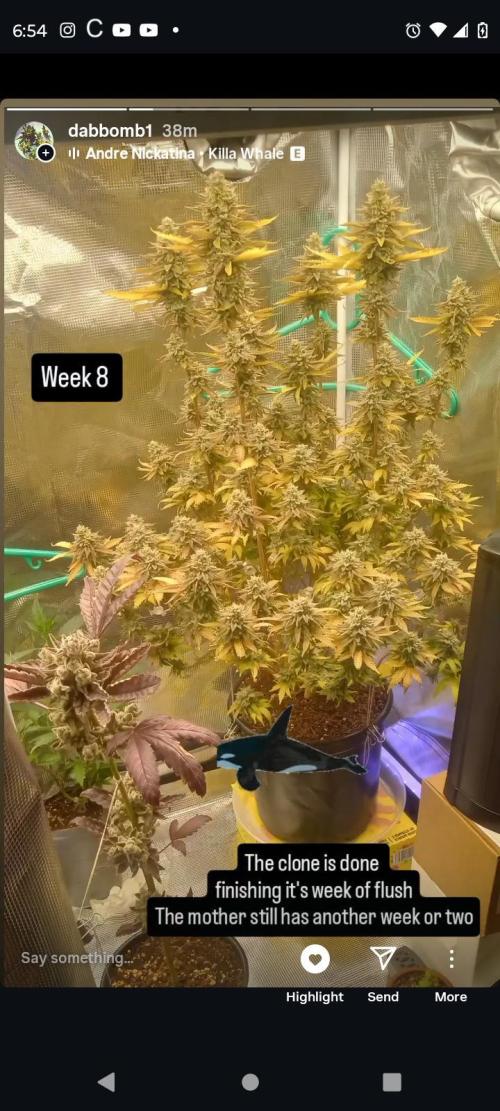 Chimera x ( Guava Dawg x Banana Sherbet). Week 10 - Mother: Week 8 of flower 

Clone: Week 10 of flower
