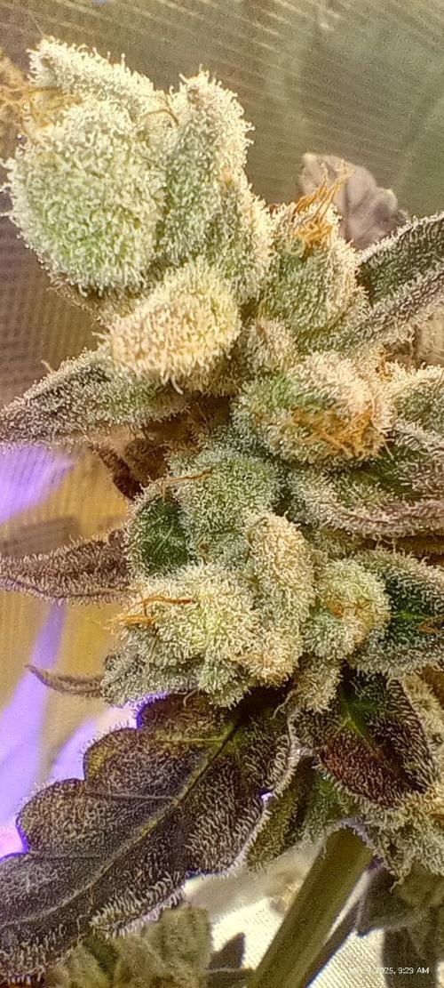 Chimera x ( Guava Dawg x Banana Sherbet). Week 10 - Clone: Week 10 of flower