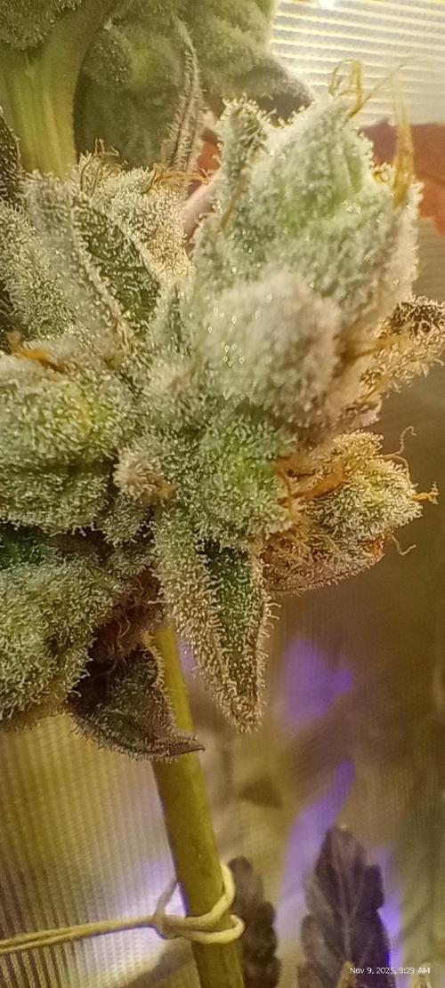 Chimera x ( Guava Dawg x Banana Sherbet). Week 10 - Clone: Week 10 of flower