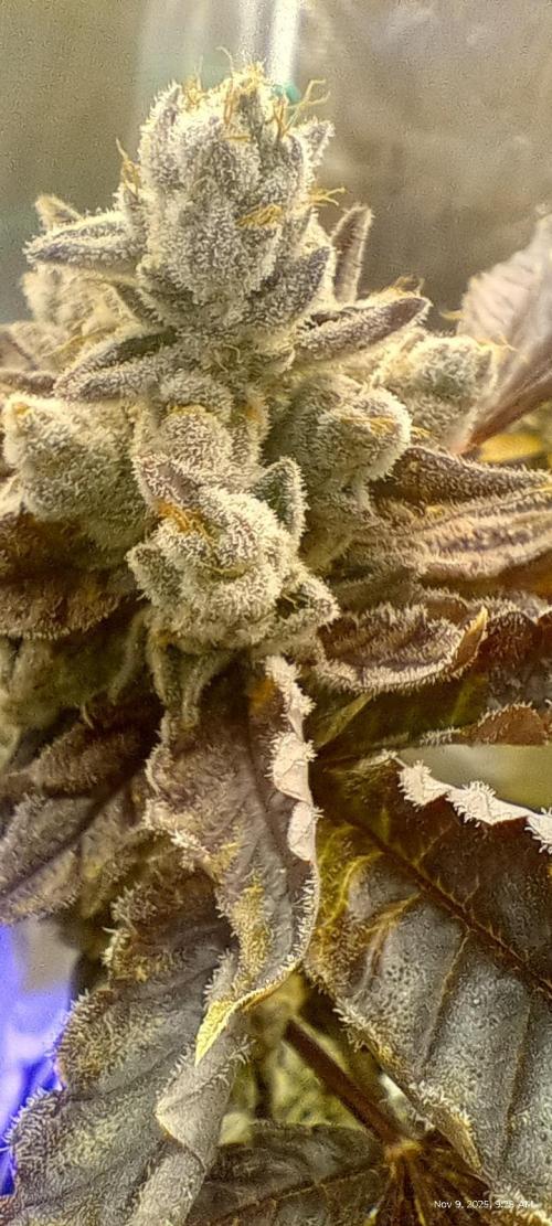 Chimera x ( Guava Dawg x Banana Sherbet). Week 10 - Clone: Week 10 of flower