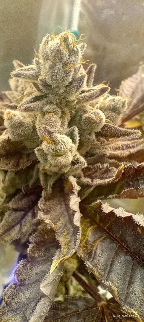 Chimera x ( Guava Dawg x Banana Sherbet). Week 10 - Clone: Week 10 of flower