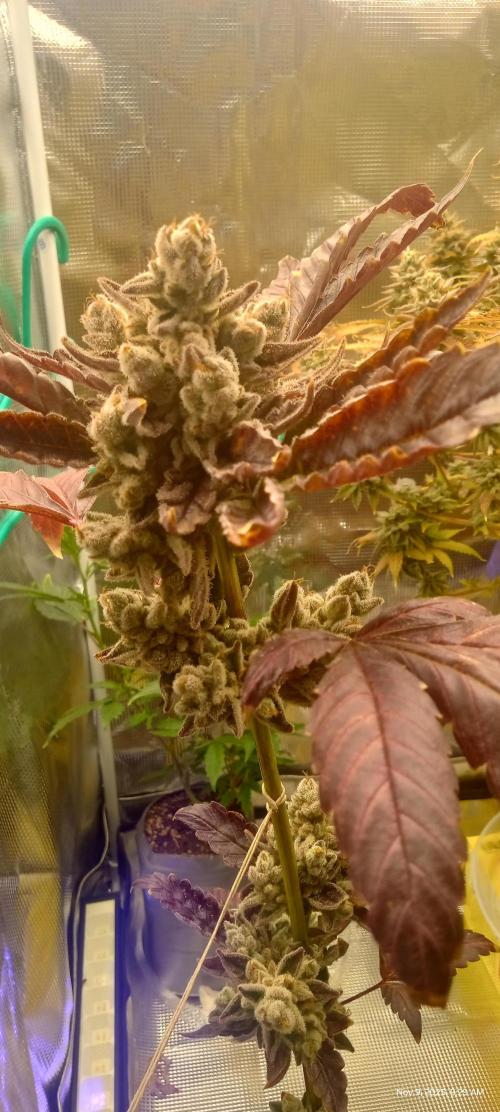 Chimera x ( Guava Dawg x Banana Sherbet). Week 10 - Clone: Week 10 of flower