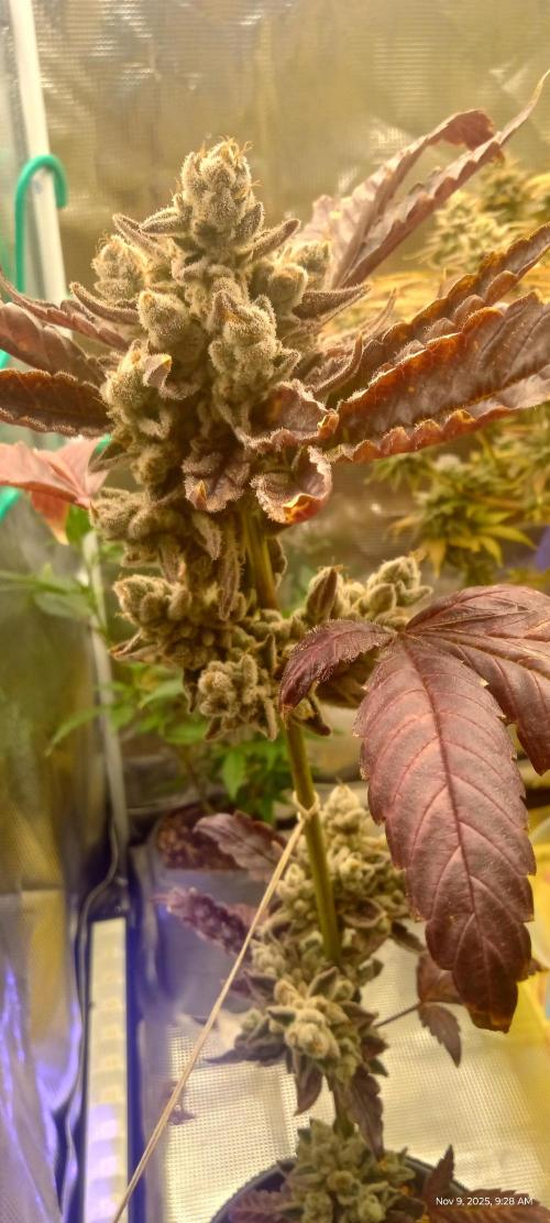 Chimera x ( Guava Dawg x Banana Sherbet). Week 10 - Clone: Week 10 of flower