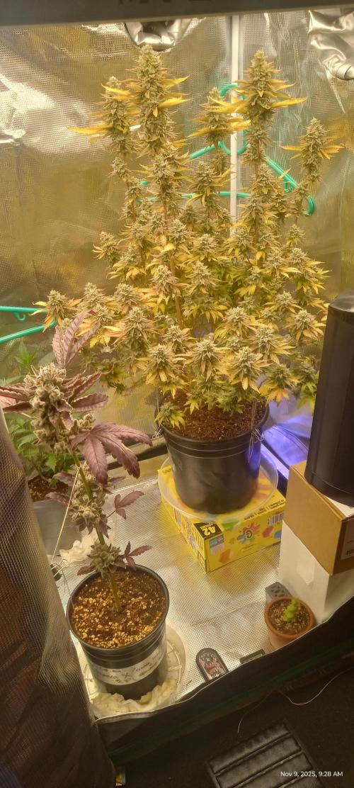 Chimera x ( Guava Dawg x Banana Sherbet). Week 10 - Mother: Week 8 of flower 

Clone: Week 10 of flower