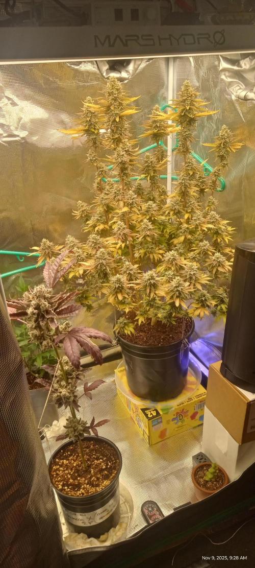 Chimera x ( Guava Dawg x Banana Sherbet). Week 10 - Mother: Week 8 of flower 

Clone: Week 10 of flower