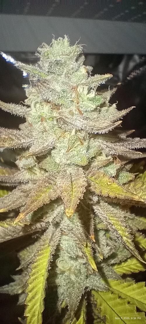 Chimera x ( Guava Dawg x Banana Sherbet). Week 10 - Mother: Week 8 of flower 