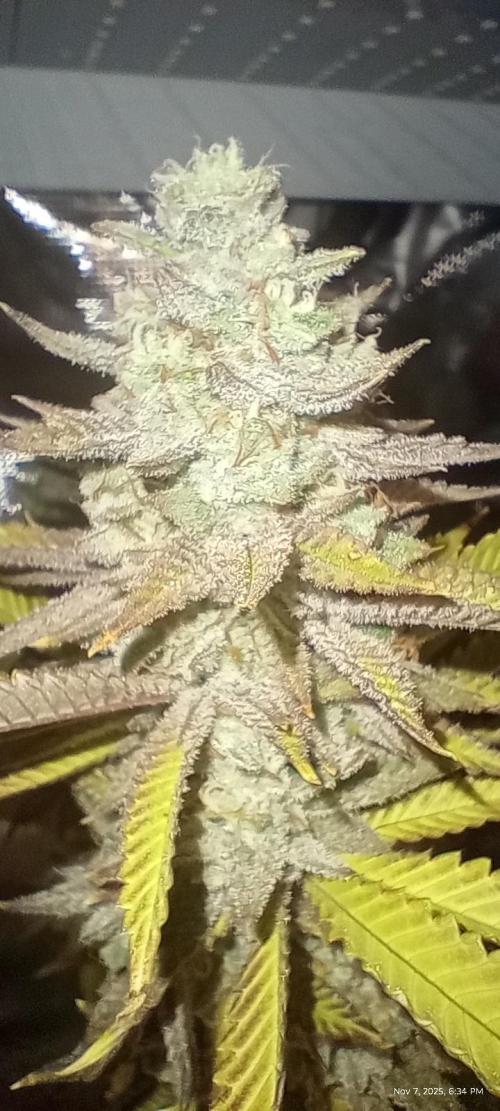 Chimera x ( Guava Dawg x Banana Sherbet). Week 10 - Mother: Week 8 of flower 