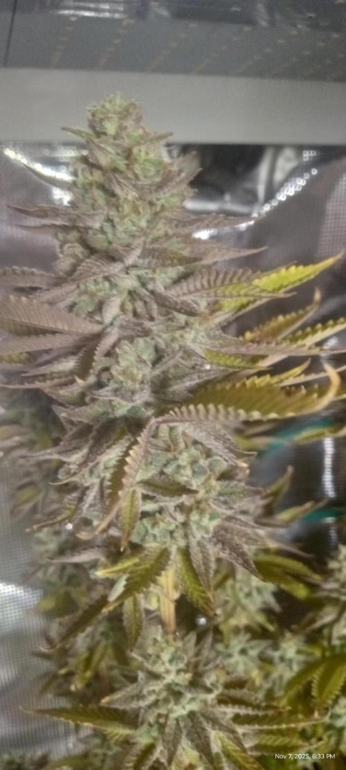 Chimera x ( Guava Dawg x Banana Sherbet). Week 10 - Mother: Week 8 of flower 