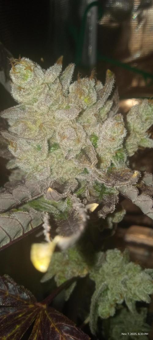 Chimera x ( Guava Dawg x Banana Sherbet). Week 10 - Clone: Week 10 of flower