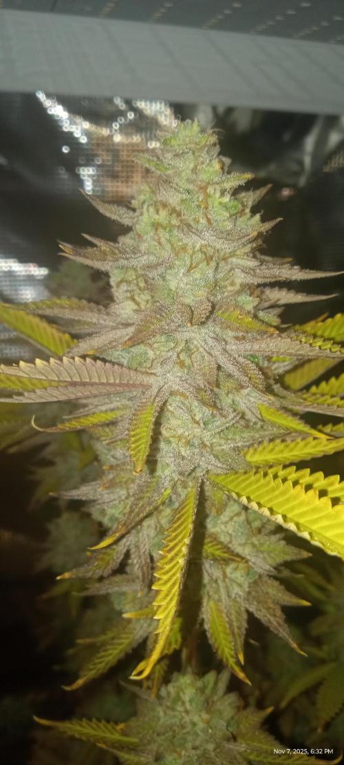 Chimera x ( Guava Dawg x Banana Sherbet). Week 10 - Mother: Week 8 of flower 