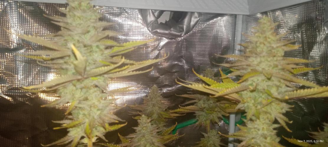 Chimera x ( Guava Dawg x Banana Sherbet). Week 10