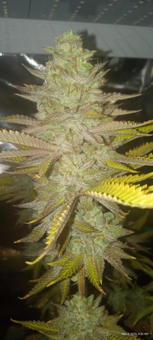 Chimera x ( Guava Dawg x Banana Sherbet). Week 10 - Mother: Week 8 of flower 