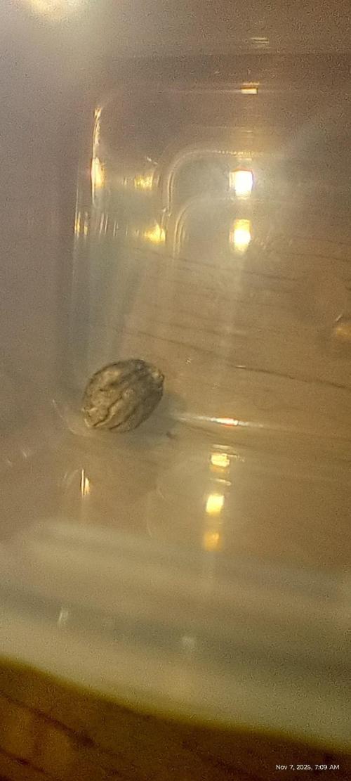 Chimera x ( Guava Dawg x Banana Sherbet). Week 10 - Clone: Week 10 of flower
First seed came off this week