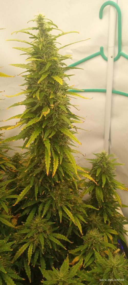 My First 42FastBuds Auto Grow. Week 10 - Mix Pack Auto