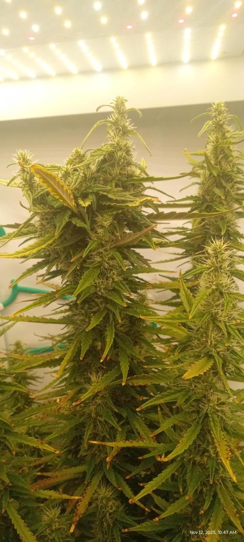 My First 42FastBuds Auto Grow. Week 10 - Gorilla Cookies 