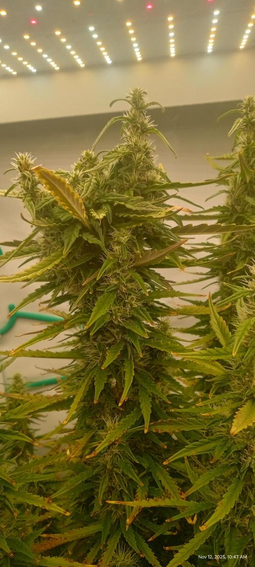 My First 42FastBuds Auto Grow. Week 10 - Gorilla Cookies