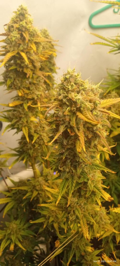 My First 42FastBuds Auto Grow. Week 10 - Apricot 