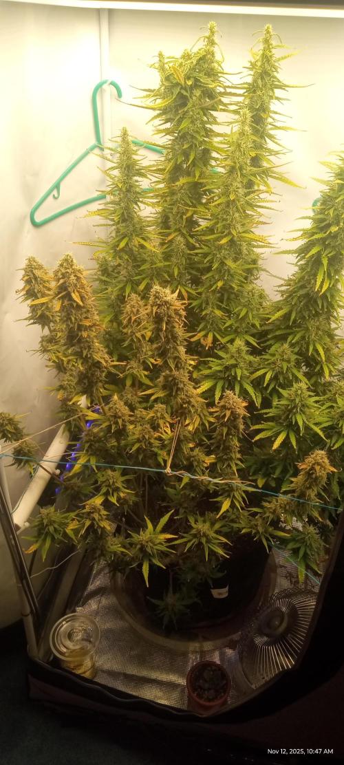 My First 42FastBuds Auto Grow. Week 10 - 42Fastbud autos