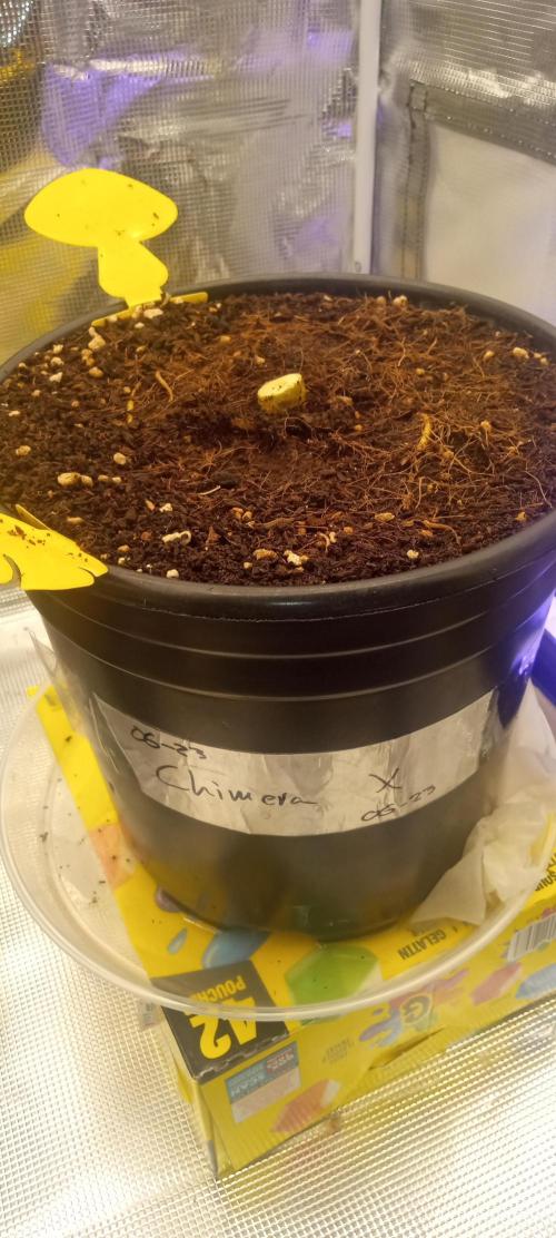 Chimera x ( Guava Dawg x Banana Sherbet). Week 31