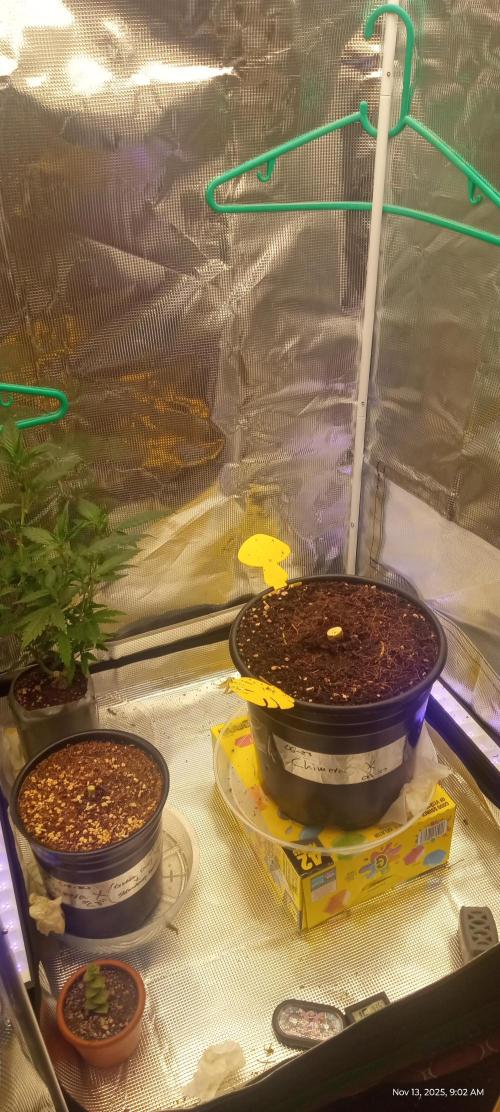 Chimera x ( Guava Dawg x Banana Sherbet). Week 31