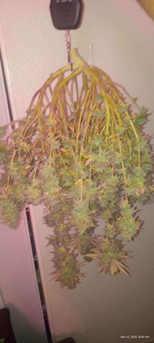 Chimera x ( Guava Dawg x Banana Sherbet). Week 31