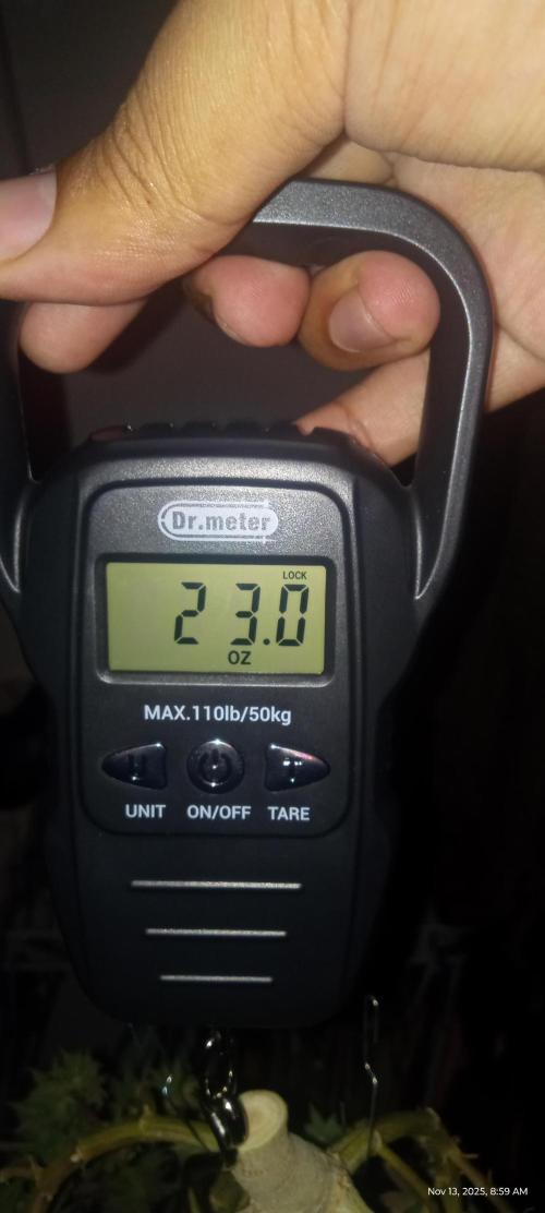 Chimera x ( Guava Dawg x Banana Sherbet). Week 31 - Wet weight 