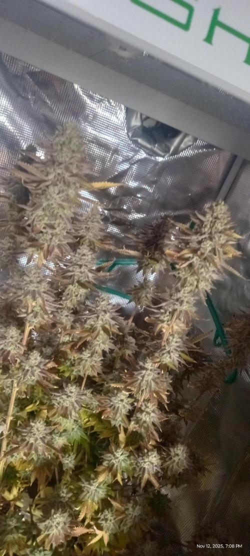 Chimera x ( Guava Dawg x Banana Sherbet). Week 31