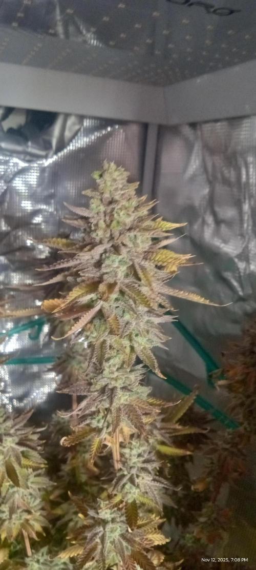 Chimera x ( Guava Dawg x Banana Sherbet). Week 31