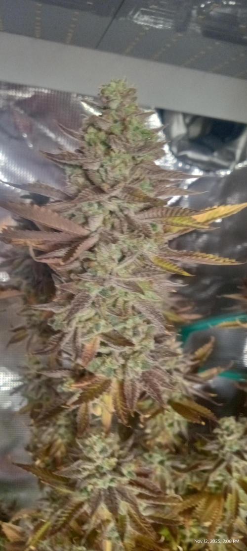 Chimera x ( Guava Dawg x Banana Sherbet). Week 31