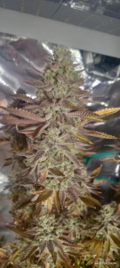 Chimera x ( Guava Dawg x Banana Sherbet). Week 31