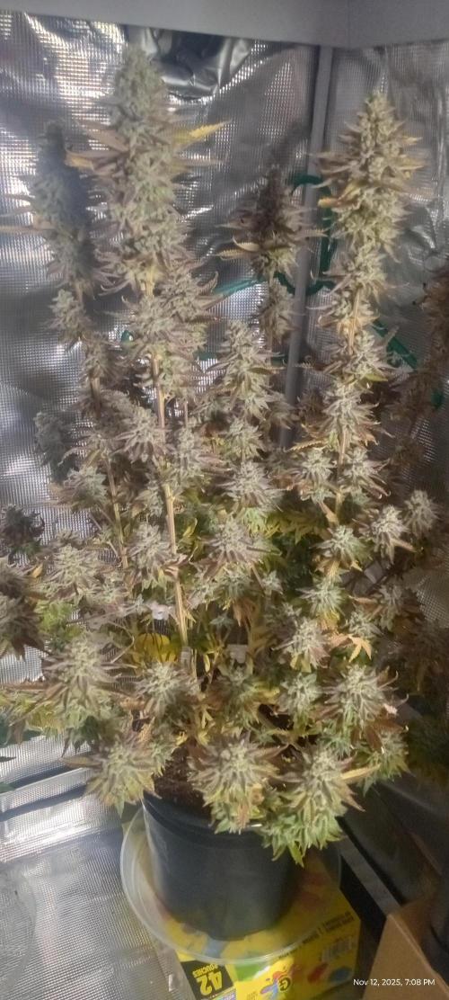 Chimera x ( Guava Dawg x Banana Sherbet). Week 31