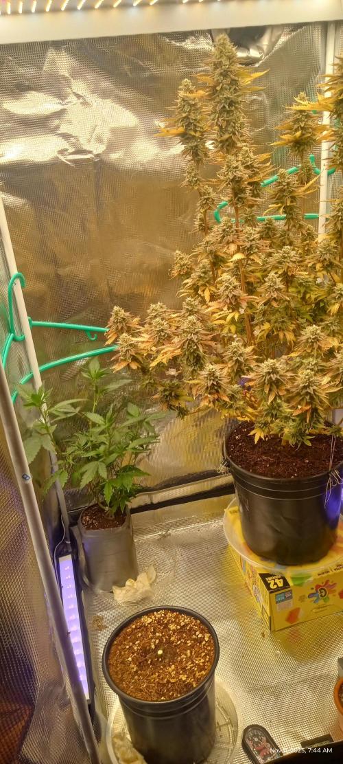 Chimera x ( Guava Dawg x Banana Sherbet). Week 31