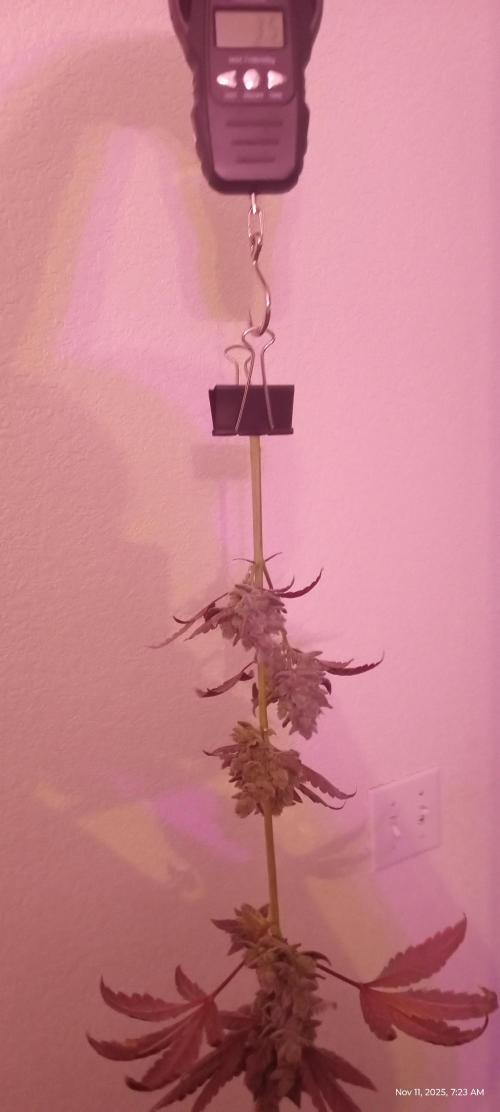 Chimera x ( Guava Dawg x Banana Sherbet). Week 31