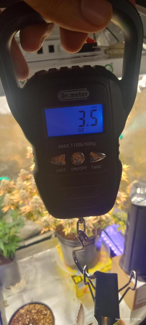 Chimera x ( Guava Dawg x Banana Sherbet). Week 31 - Clones wet weight minus 1oz for the metal binder clip I used to hang it